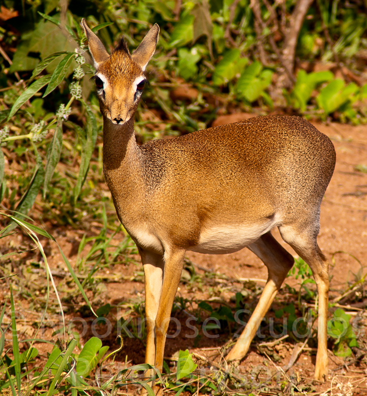 African Antelope  04